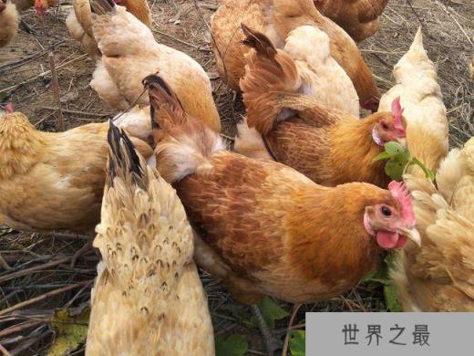土鸡有哪些品种最好？散养土鸡十大品种