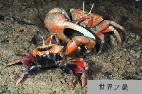 世界上最会变色的螃蟹是什么？招潮蟹一天变换八种颜色