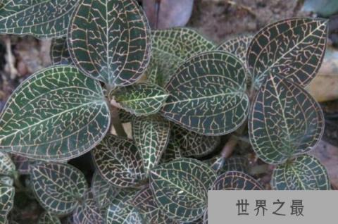 植物药材排行榜前十名：檀香垫底，冬虫夏草获得第一名