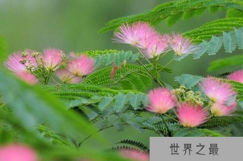 世界十大耐旱树木：胡杨第三，冬樱花排首位