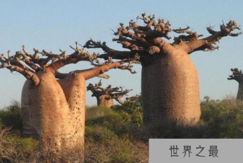 世界十大经济树木排名，美国黑核桃排第一名