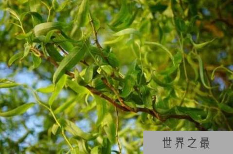 世界耐水的十种树木：水杉上榜，落羽杉居首