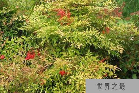 常见的十大室内观果植物：火棘、乳茄均榜上有名