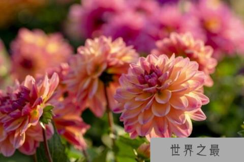 冬季开花的植物排行榜前十名：梅花、垂筒花位列前两名