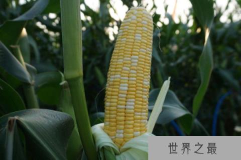 玉米种子排名前十名：龙高L2排第一名，良玉99居第二名