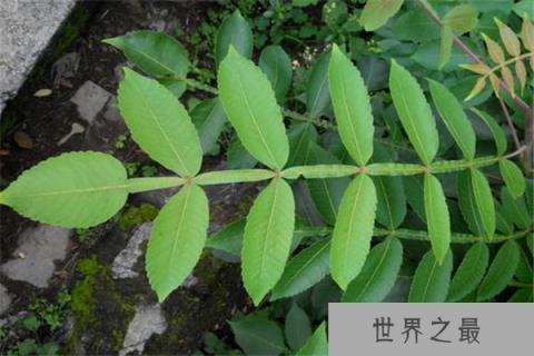 世界上最咸的树木，盐肤木可自己产食盐