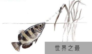 射水鱼如何射中猎物？