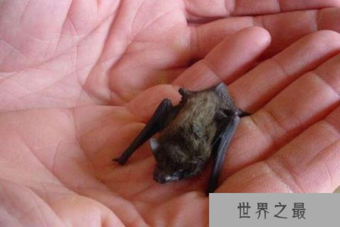 世界上最小的6种哺乳动物，鼩鼱体重仅2-5克