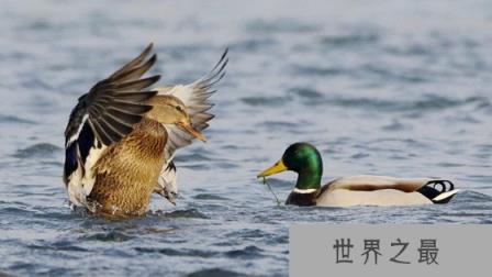 什么是绿头鸭,绿头鸭有哪些特点