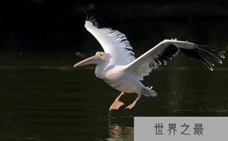 鹈鹕是什么鸟,你了解鹈鹕吗