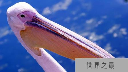 鹈鹕是什么鸟,你了解鹈鹕吗