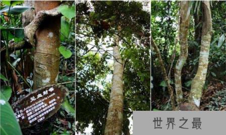 世界上最毒的树是什么树,箭毒木有解药吗