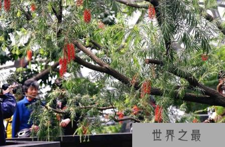 世界上最毒的树是什么树,箭毒木有解药吗