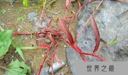 世界上最毒的树是什么树,箭毒木有解药吗