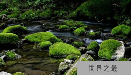 苔藓能养吗 苔藓怎么养 苔藓是什么样的