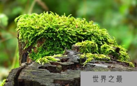 苔藓能养吗 苔藓怎么养 苔藓是什么样的
