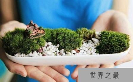 苔藓能养吗 苔藓怎么养 苔藓是什么样的