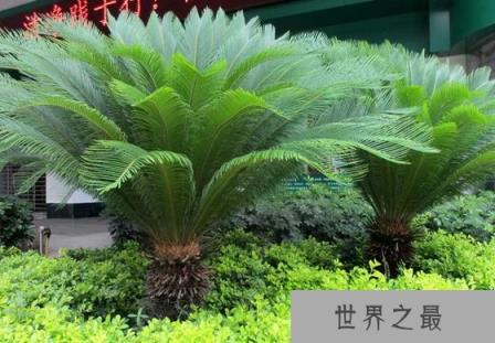 铁树能开花吗？_为什么铁树不容易开花？_铁树开花是什么意思？