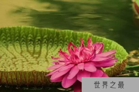 为什么称王莲为莲中之王,王莲的叶子可以坐人