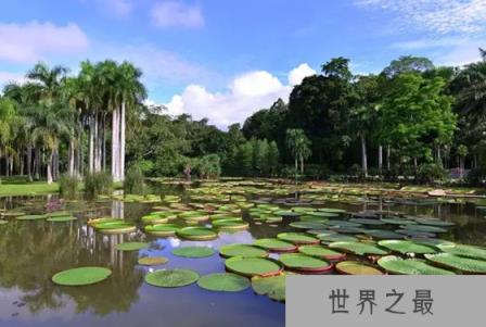 为什么称王莲为莲中之王,王莲的叶子可以坐人