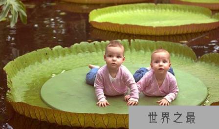 为什么称王莲为莲中之王,王莲的叶子可以坐人 为什么称王莲为莲中之王,王莲的叶子可以坐人