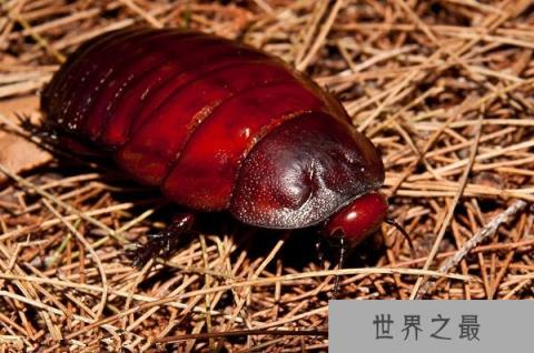 世界上最大的蟑螂，犀牛蟑螂体长达8厘米