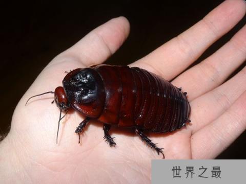 世界上最大的蟑螂，犀牛蟑螂体长达8厘米