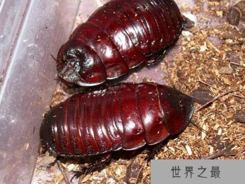 世界上最大的蟑螂，犀牛蟑螂体长达8厘米