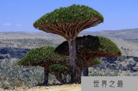 世界上最古老的树是什么,树龄最长的树有多少年