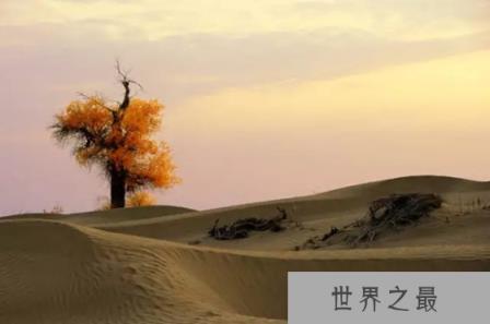 为什么胡杨能在沙漠里生存