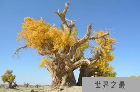 为什么胡杨能在沙漠里生存