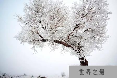 为什么胡杨能在沙漠里生存