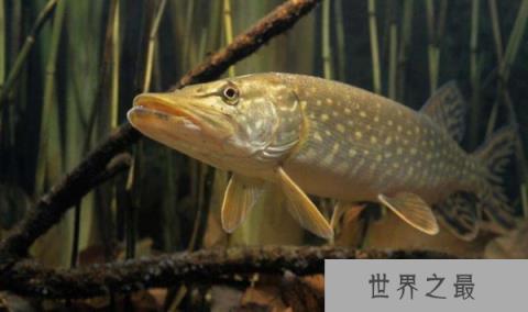 狗鱼为什么叫狗鱼