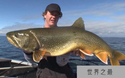 狗鱼的功效与禁忌