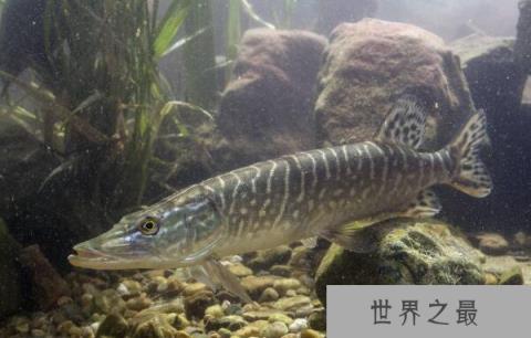 狗鱼的功效与禁忌