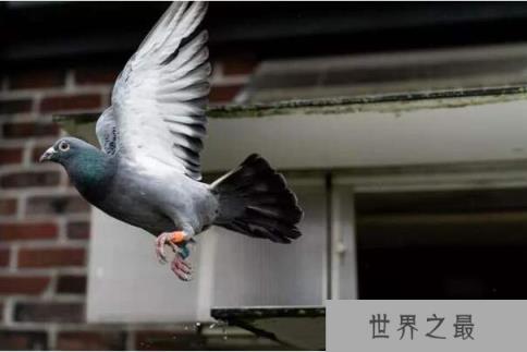 世界最好四种信鸽,詹森鸽系排在第一位