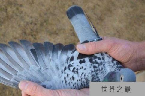 世界最好四种信鸽,詹森鸽系排在第一位