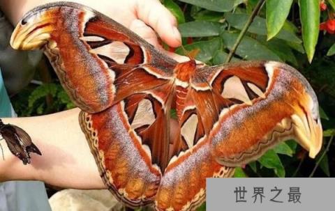 乌桕大蚕蛾(21厘米) 乌桕大蚕蛾(21厘米)