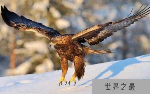 金雕，翼展超2米