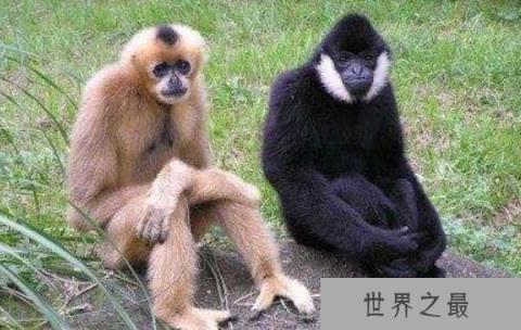 世界上最酷的猿,白颊长臂猿长相冷酷