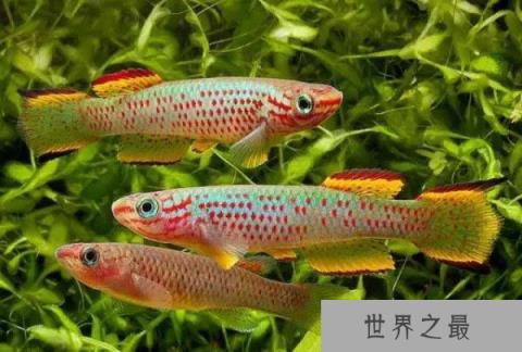 世界上生命最短暂的鱼,寿命仅有6星期