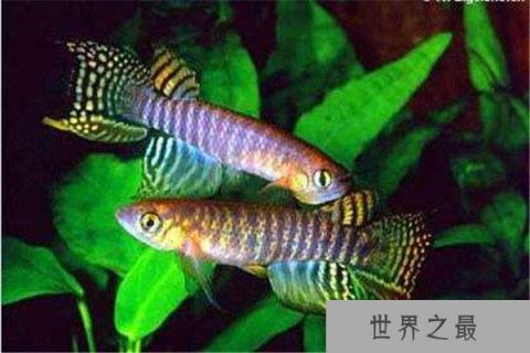 世界上生命最短暂的鱼,寿命仅有6星期