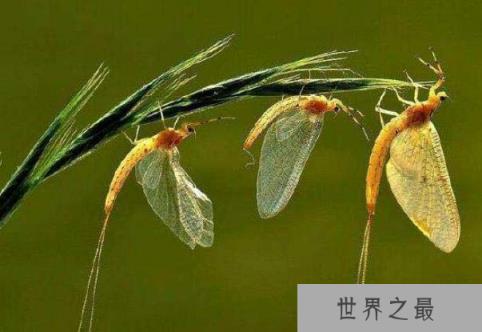 蜉蝣的形态特征 蜉蝣的形态特征