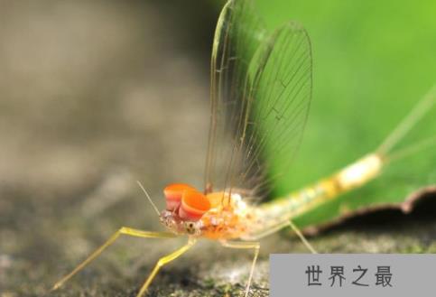 蜉蝣的生活习性 蜉蝣的生活习性