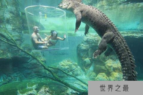 鳄鱼中体型最大的物种，咸水鳄体长可达7米