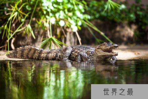 凯门鳄的生活习性