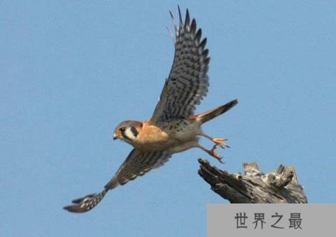 美洲隼的生长繁殖