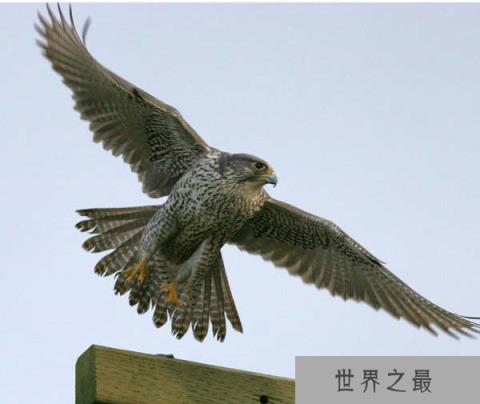 美洲隼的生活习性