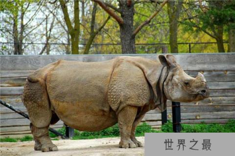 世界上最强壮的动物,犀牛为濒危物种