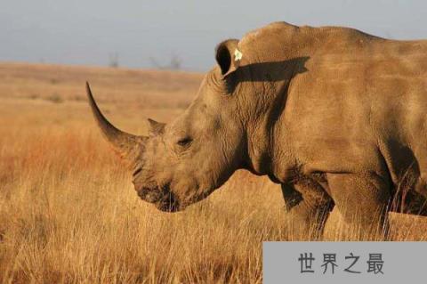世界上最强壮的动物,犀牛为濒危物种